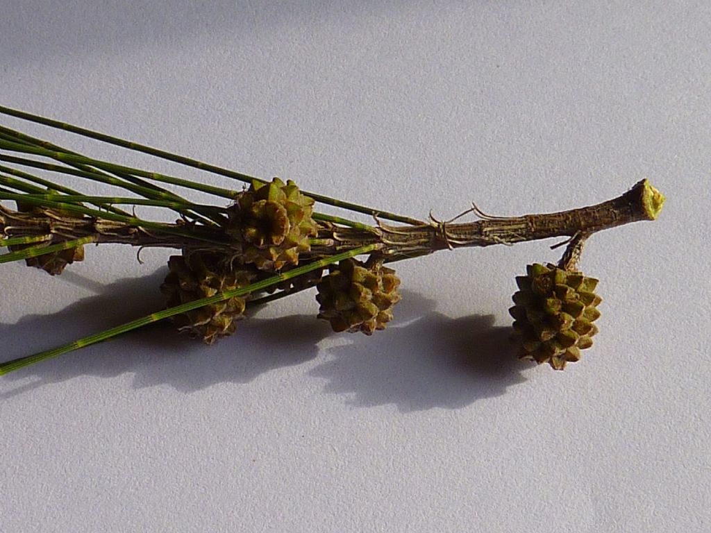 identificazione albero: Casuarina cunninghamiana